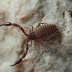 Chélicérates partie 6 : Pseudoscorpions, Scorpions, Uropyges
